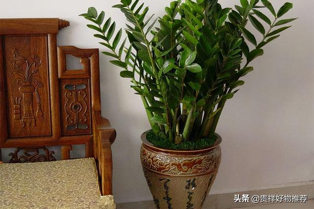 旺财发财树，八种植物招财又旺宅