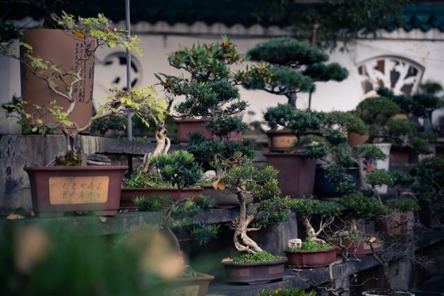 2米高罗汉松价格多少，2米高罗汉松价目表