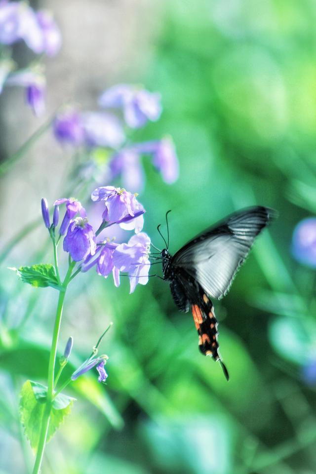 紫红色景观花卉，花卉紫色花卉