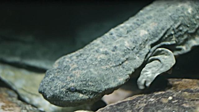 娃娃鱼与野生鱼的区别，曾千元难买1斤的娃娃鱼