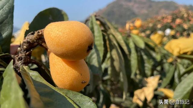 同样是大五星枇杷，四川米易枇杷几月成熟