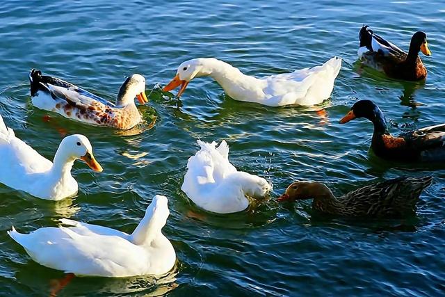 鸭子和鹅的区别，鸭子跟鹅区别在哪里（鸭子和鹅的区别是什么）