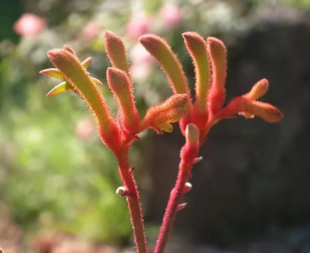 奇花异草160种，25种奇花异草第1集