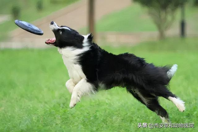 边境牧羊犬是最聪明的狗狗，盘点狗狗智商排行榜前十