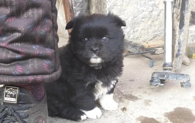 黑狗白爪子寓意，家里养只黑狗有什么说法吗