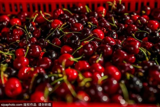 推荐10个樱桃采摘的好去处，市中区采摘园合集