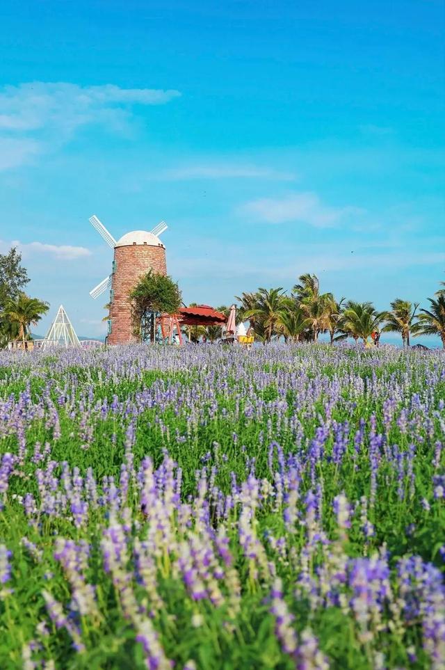 深圳玫瑰海岸夏日游，清明假期游客在深圳玫瑰海岸逐波踏浪