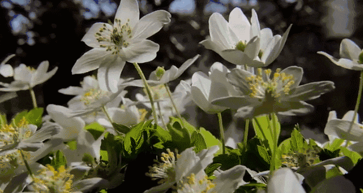人的祖先是鱼吗，科学家证实人类是鱼进化而来
