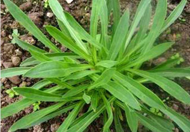 面条菜家常做法及营养价值，春天最该吃的不是荠菜