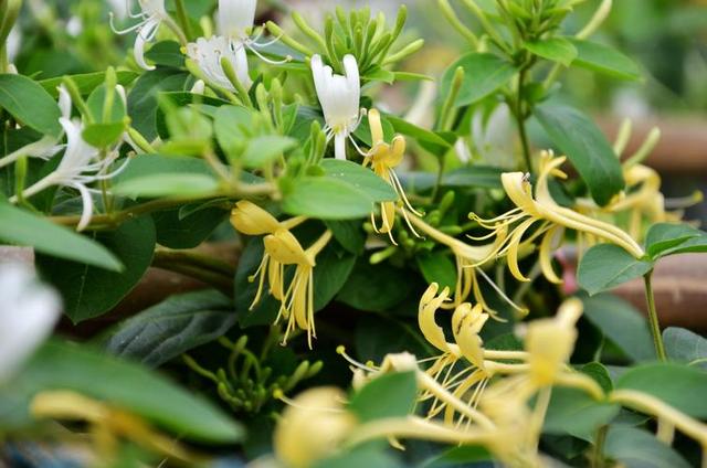 金银花养护技术要点，金银花一年四季的养殖方法