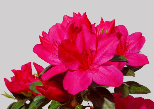 花开有期只为在最美时光里遇见你，一花一深情花如人生