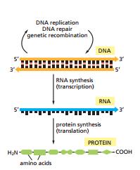 mrna，mrna疫苗的原理