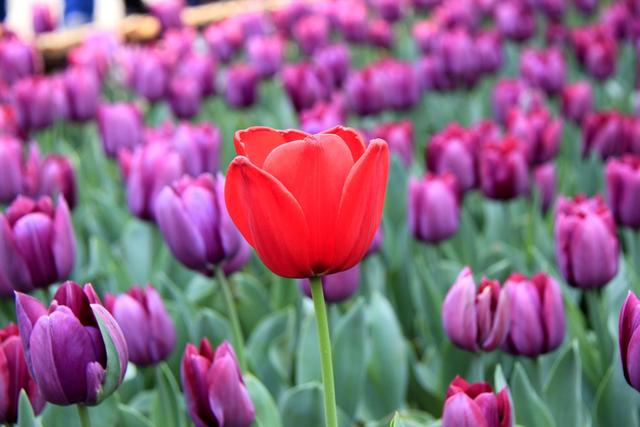 冬天的南京最美的风景，盘点南京春天最美的6个地方