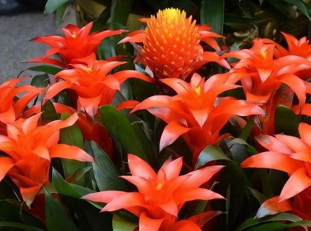 花开富贵是什么花，代表富贵和幸福的花（“有灵气”的2种花）