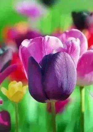 各种最好看的鲜花，分享40多种美丽的鲜花