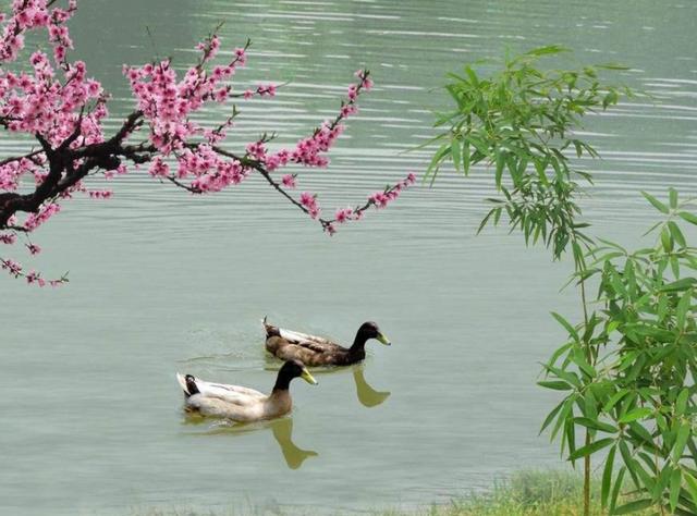 宋朝最出名的诗人有哪些，宋朝10大诗人排行榜