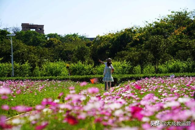 江南公园黄花风铃木陆续绽放，品悟江南 ， 醉看江南风铃美
