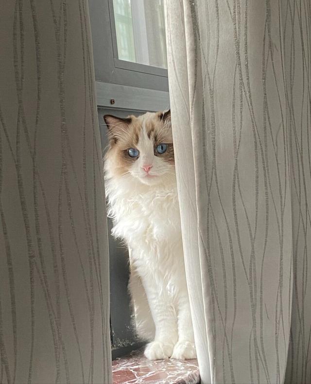 布偶猫有不同的品种，布偶猫的种类和颜色