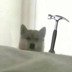 可爱小狗表情包，可爱表情包大全狗子