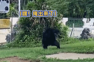 南宁市动物园浣熊介绍，带你去南宁动物园看