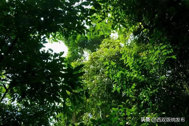 望天树景区跟原始森林去哪个好，望天树景区开园了