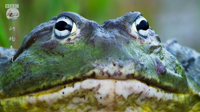 非洲牛蛙是地球上最大的青蛙，非洲牛蛙是地球上最大的青蛙