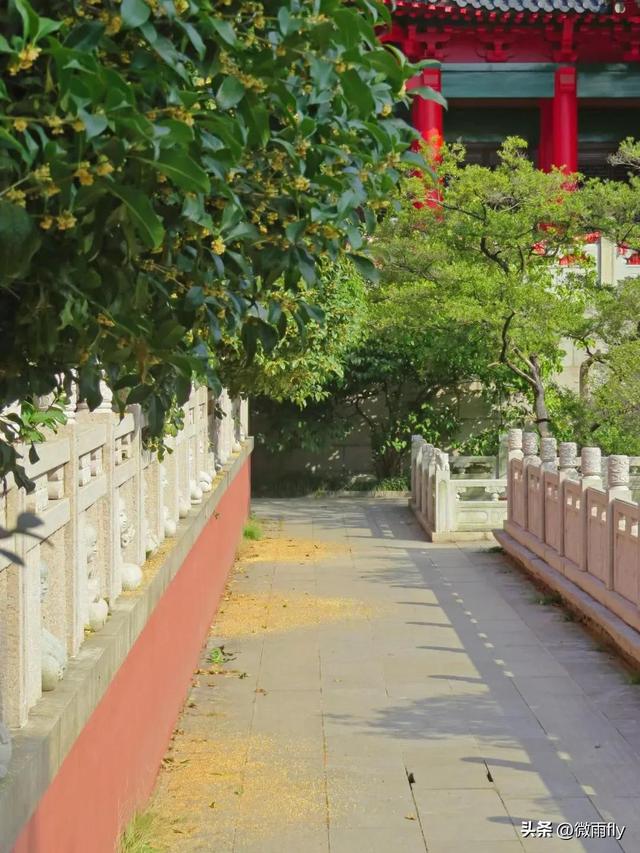 南京初秋7个赏桂花打卡地，南京赏桂花