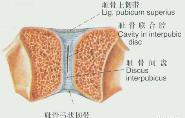 后纵韧带解剖图，颈椎的韧带有哪些