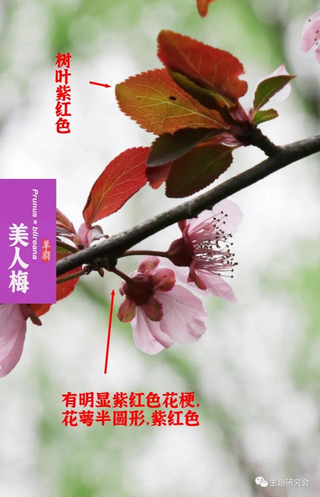 什么梅花品种好，梅花哪个品种比较好看