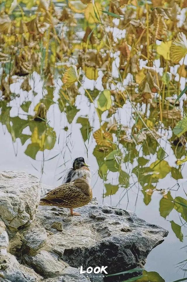 北京周末好去处市区，周末打卡好去处-白塔寺