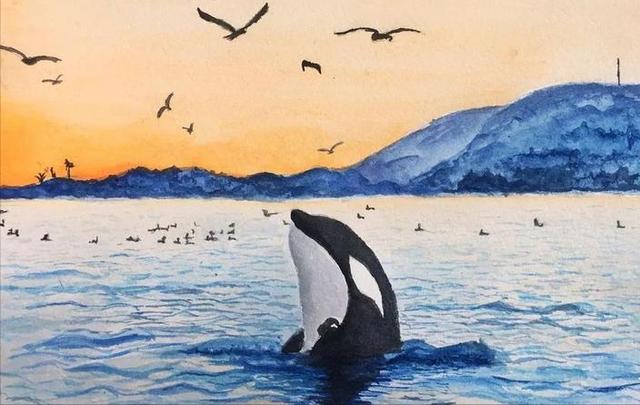 鲸鲨和虎鲸谁厉害，最大的鲸鲨到底有多大（在人类面前不堪一击）