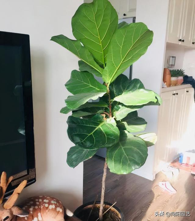 最适合室内阳台的十大植物，10种网红观叶植物