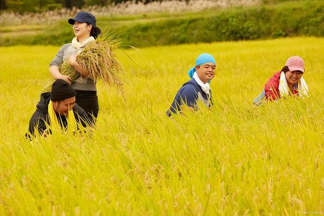 农村农业补贴通常是多少，中国农业迎来新的里程碑