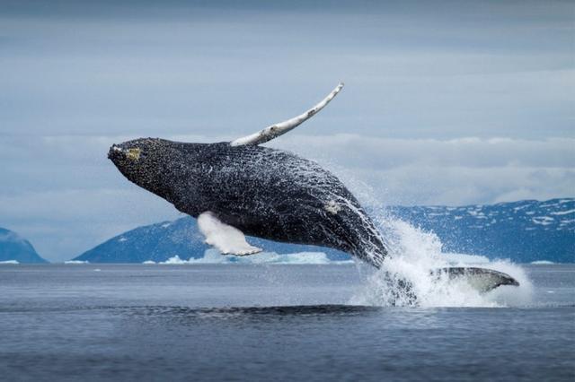 牛寿命一般多久，地球上寿命最长的动物
