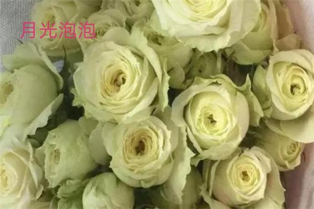 切花月季哪几个品种比较好，常见切花月季一览