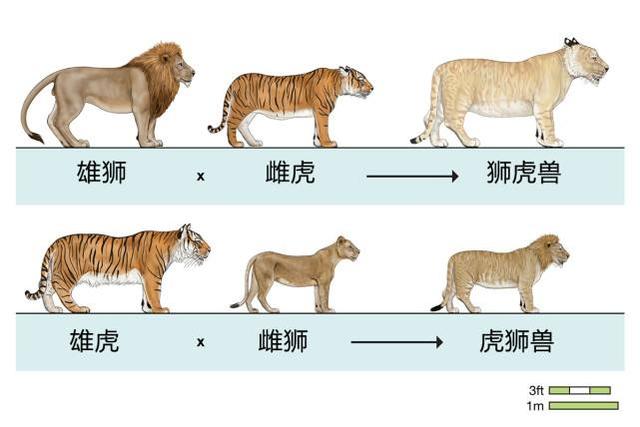 狮虎兽能打过老虎吗，狮虎兽和老虎谁厉害