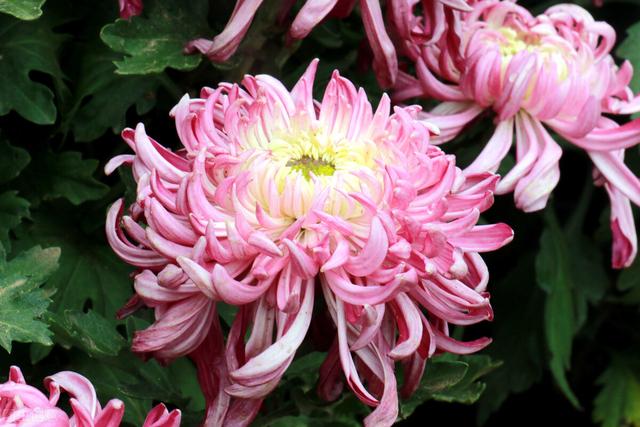 菊花有多少种颜色，各类菊花品种