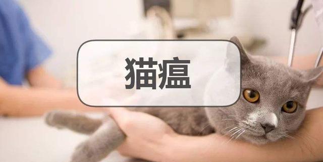 猫瘟会传染给人吗，猫瘟很容易传染吗