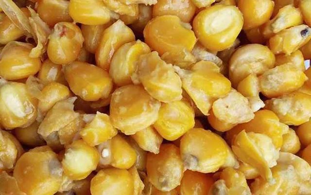 钓鱼基础饵料有哪几种，了解三种常用饵料的优劣势、适用鱼情