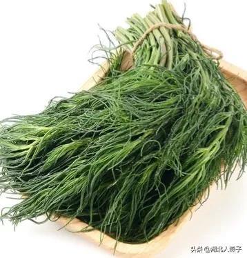 可以吃的野菜种类大全，教你认识不同的野菜和吃法