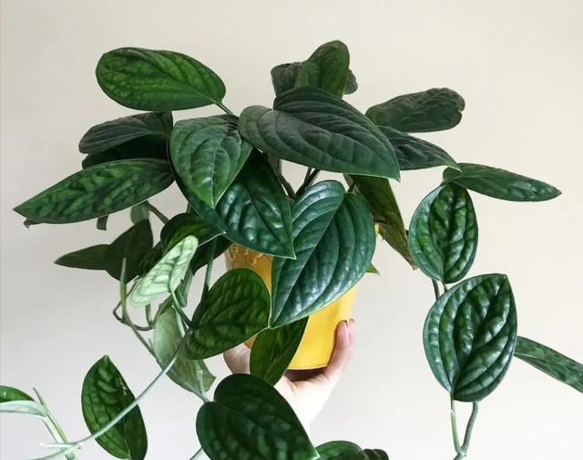 花期长的网红植物，年年是“开花机器”
