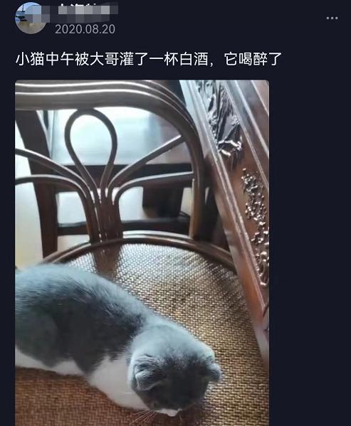 猫可以吃汤圆吗，我劝你千万别给猫吃这些东西（猫不能吃的几样东西是什么）