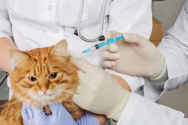 猫打疫苗有什么用，猫咪一定要打的疫苗有什么