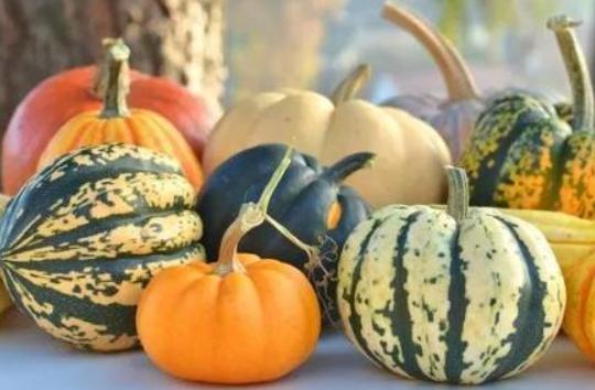 各种类型蔬菜有哪些，蔬菜的分类及品种有哪些