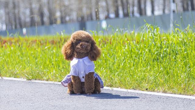 贵宾犬怎么养才不会被惯坏，泰迪犬<贵宾犬>怎么养才听话
