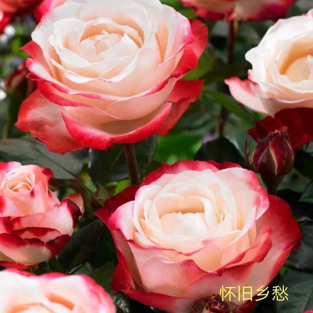 切花月季哪几个品种比较好，常见切花月季一览