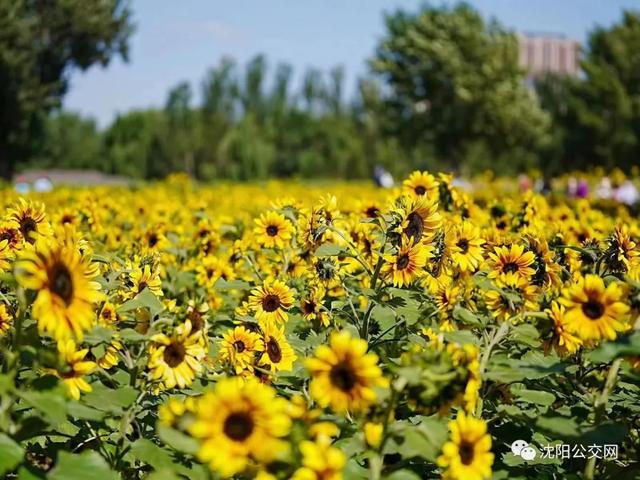 我们身边的沈阳，他曾数十次翱翔在沈阳的上空