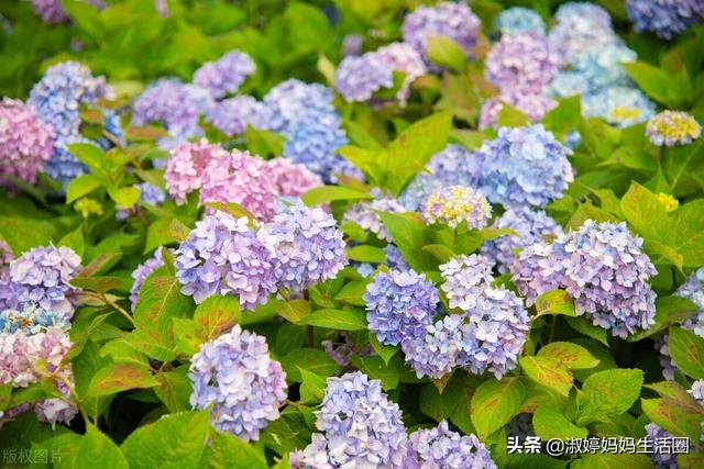 绣球花的种植方法及养护技术，代表希望健康美满