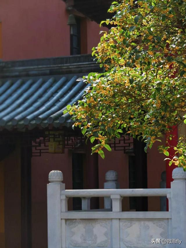 南京初秋7个赏桂花打卡地，南京赏桂花