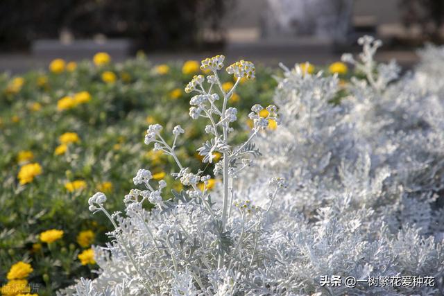 适合庭院养的草花，25种观赏草观叶赏花